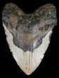 Bargain, Megalodon Tooth - North Carolina #54788-1